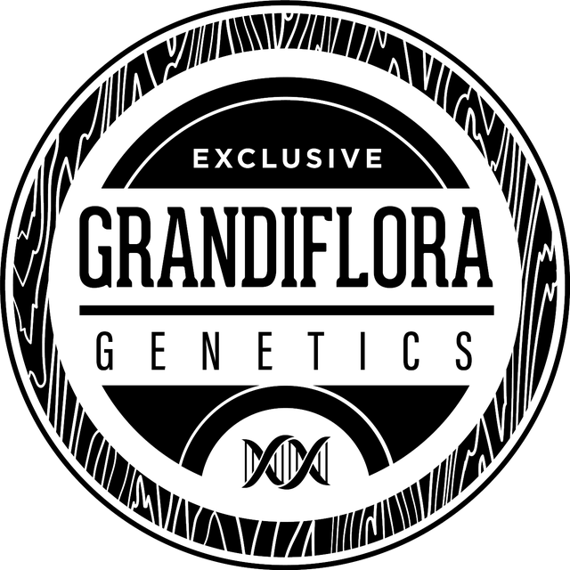 Shop All | ZeedVault, The #1 Seed Bank Shop All | ZeedVault, The #1 Seed Bank